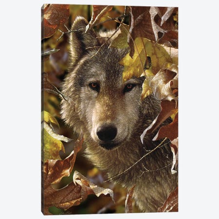 Autumn Shadows - Gray Wolf, Vertical Canvas Print #CBO5} by Collin Bogle Canvas Art Print