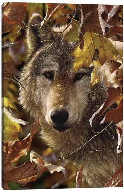 Autumn Shadows - Gray Wolf, Vertical Canvas Art Print - Collin Bogle
