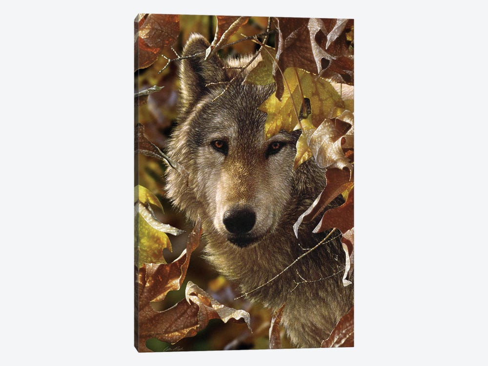 Autumn Shadows - Gray Wolf, Vertical by Collin Bogle 1-piece Canvas Wall Art