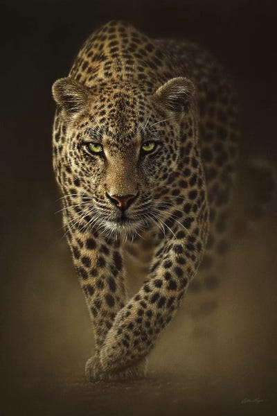 Leopards: Savage Leopard, Vertical by Collin Bogle
