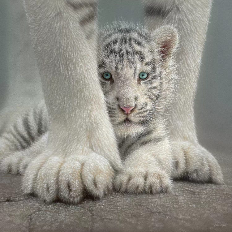 Sheltered - White Tiger Cub, Square by Collin Bogle wall art