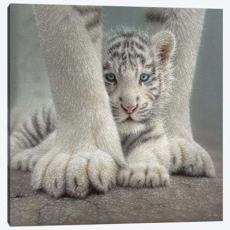 Sheltered - White Tiger Cub, Square Canvas Print #CBO62} by Collin Bogle Canvas Print