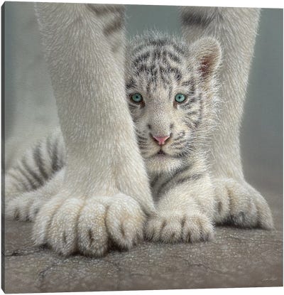 Sheltered - White Tiger Cub, Square Canvas Art Print - Tiger Art