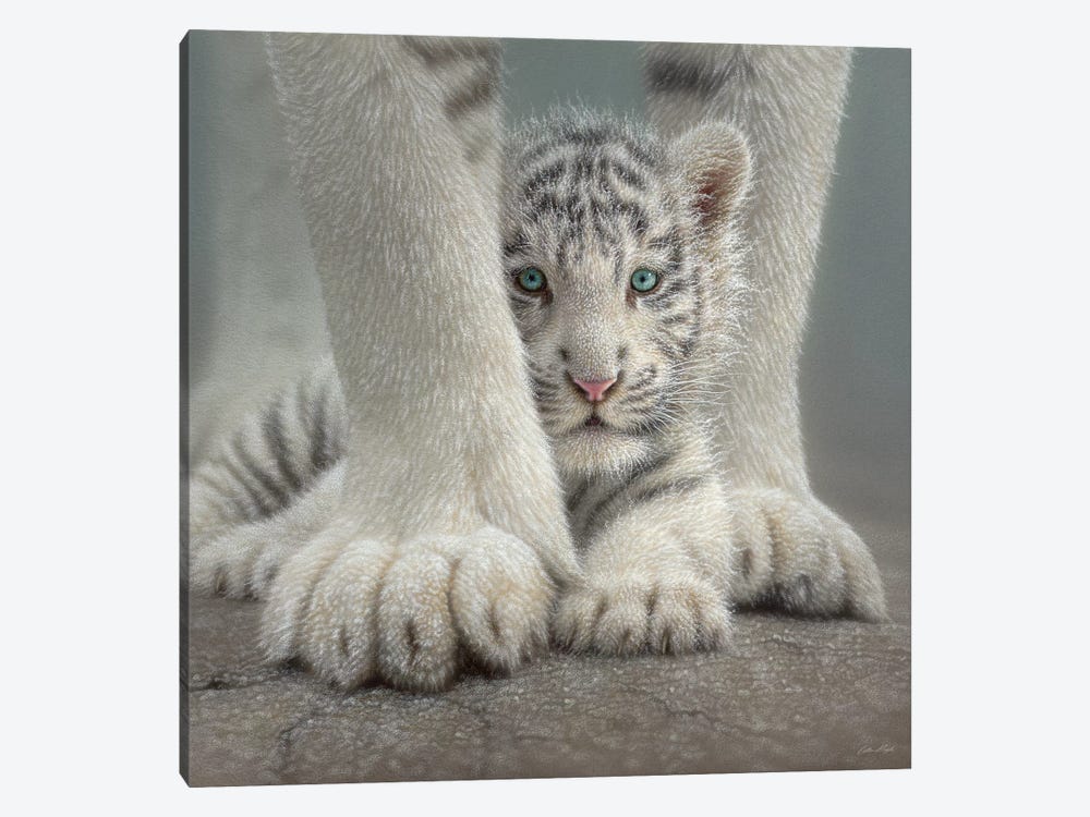Sheltered - White Tiger Cub, Square by Collin Bogle 1-piece Art Print