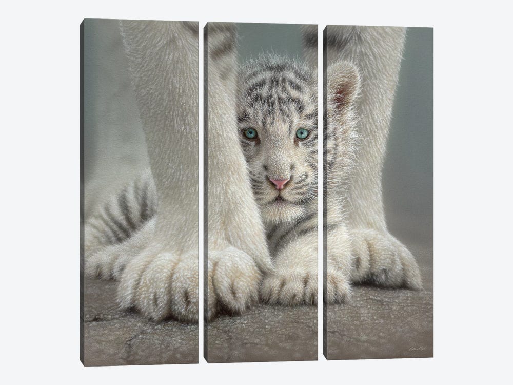 Sheltered - White Tiger Cub, Square by Collin Bogle 3-piece Canvas Print