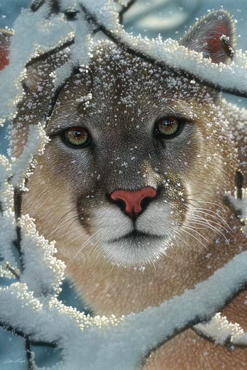 Silent Encounter - Cougar, Vertical by Collin Bogle wall art