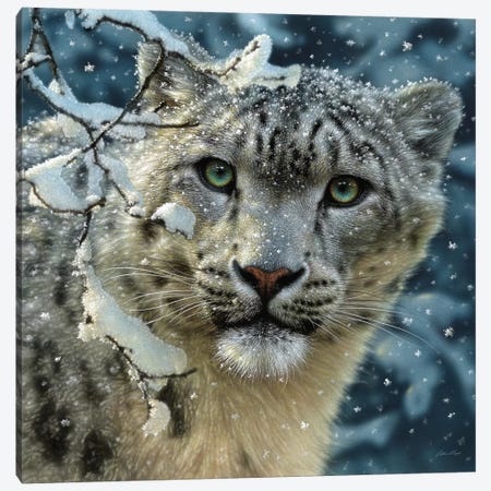 Snow Leopard, Square Canvas Print #CBO66} by Collin Bogle Canvas Wall Art