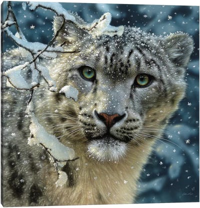 Snow Leopard, Square Canvas Art Print - Leopard Art