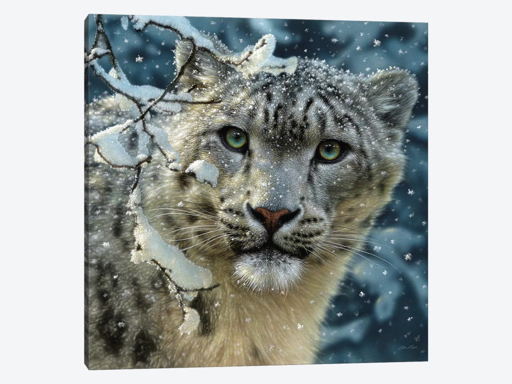 Snow Leopard, Square by Collin Bogle 1-piece Art Print