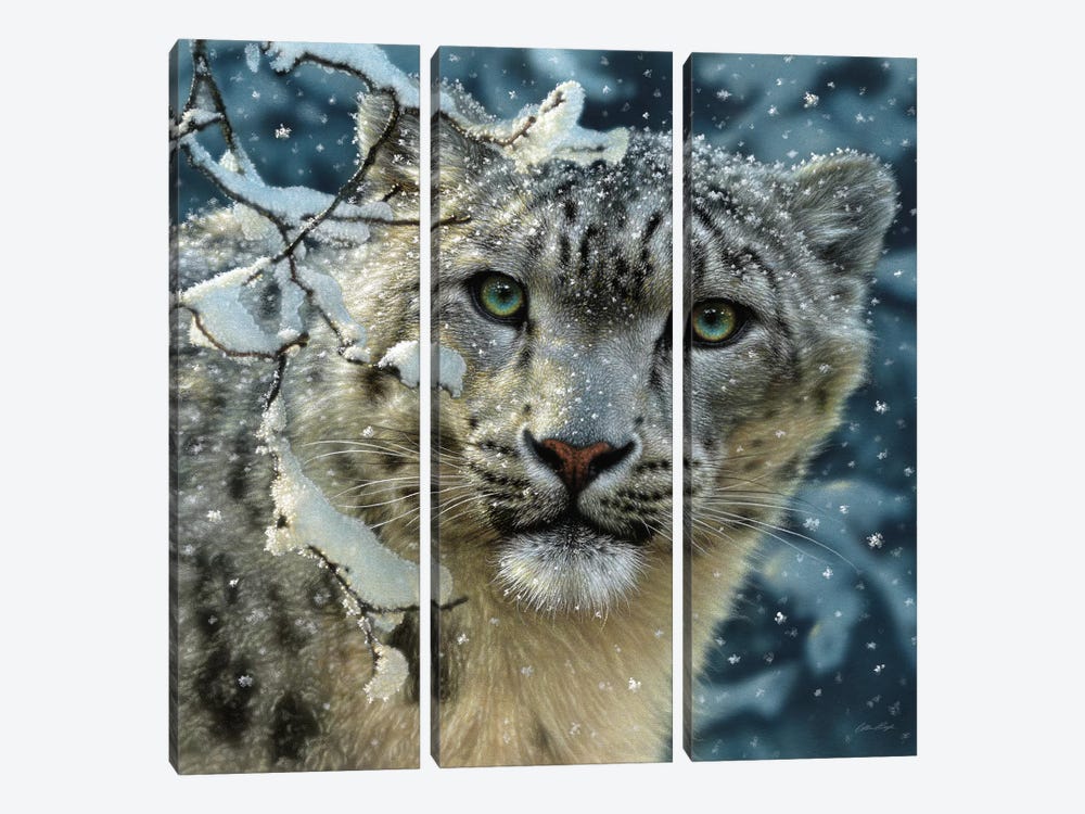 Snow Leopard, Square by Collin Bogle 3-piece Canvas Art Print