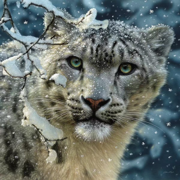Leopards: Snow Leopard, Square by Collin Bogle