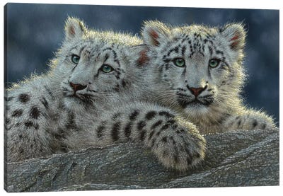 Snow Leopard Cubs, Horizontal Canvas Art Print - Collin Bogle