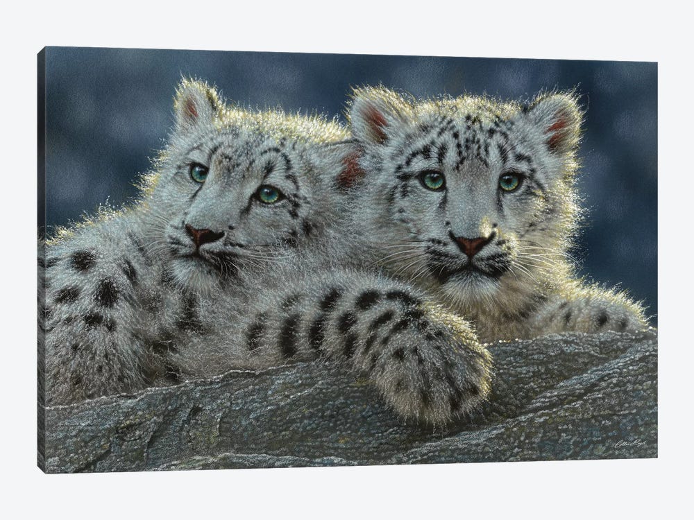 Snow Leopard Cubs, Horizontal by Collin Bogle 1-piece Canvas Wall Art