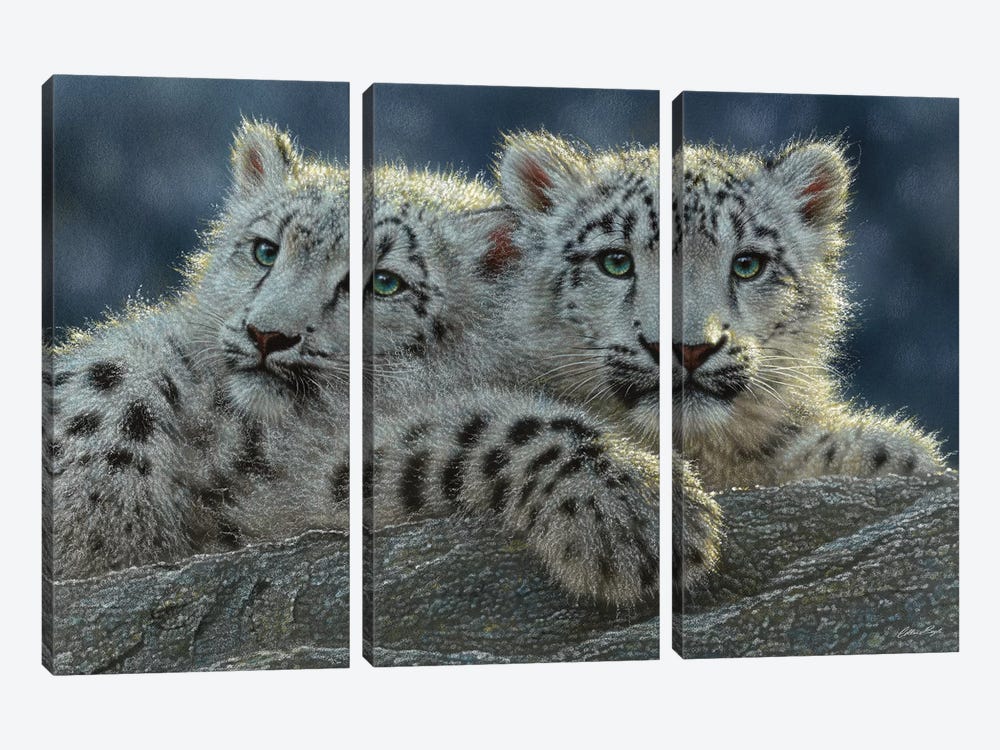 Snow Leopard Cubs, Horizontal by Collin Bogle 3-piece Canvas Art
