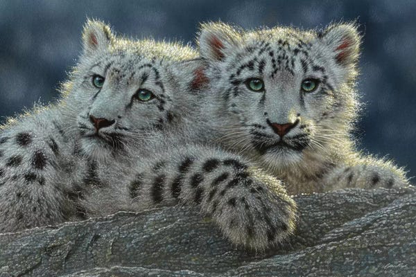 Leopards: Snow Leopard Cubs, Horizontal by Collin Bogle