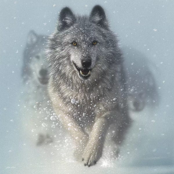 Wolves: Snow Plow - Running Wolves, Square by Collin Bogle