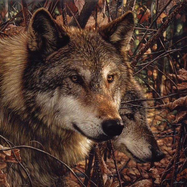 Wolves: Autumn Wolves, Square by Collin Bogle