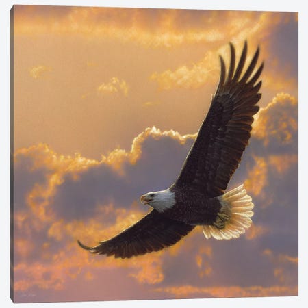 Soaring Spirit - Bald Eagle, Square Canvas Print #CBO70} by Collin Bogle Canvas Artwork