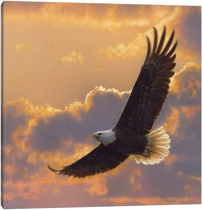 Soaring Spirit - Bald Eagle, Square Canvas Art Print - Photorealism Art