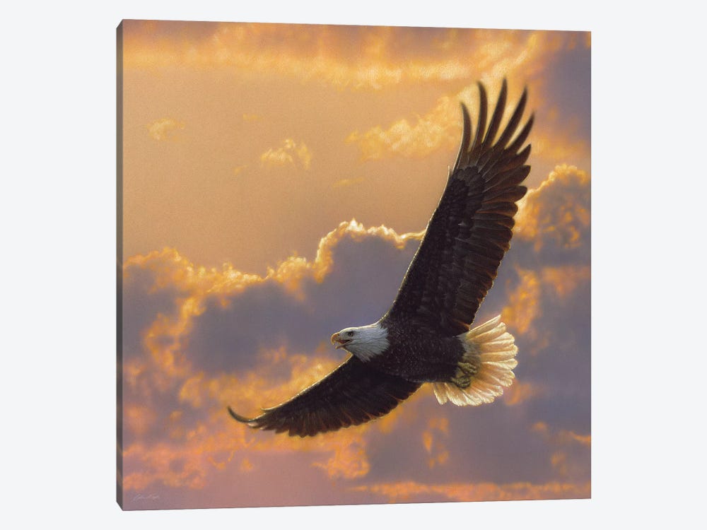 Soaring Spirit - Bald Eagle, Square by Collin Bogle 1-piece Canvas Wall Art
