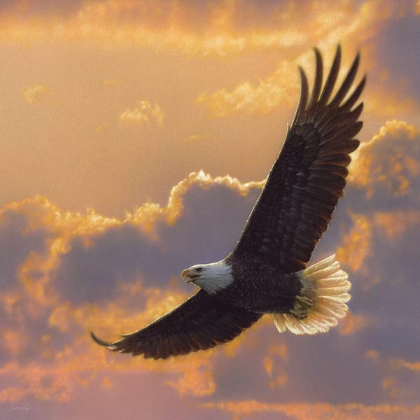Photorealism: Soaring Spirit - Bald Eagle, Square by Collin Bogle