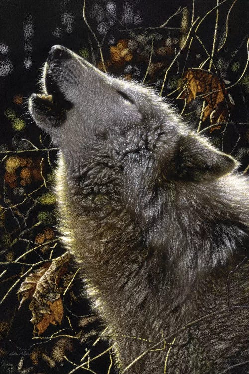 Howling Wolves' Songs Of Autumn, Square by Collin Bogle wall art