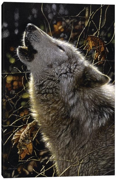 Howling Wolves' Songs Of Autumn, Square Canvas Art Print - Collin Bogle