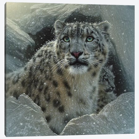 Snow Leopard Fortress, Square Canvas Print #CBO72} by Collin Bogle Canvas Artwork