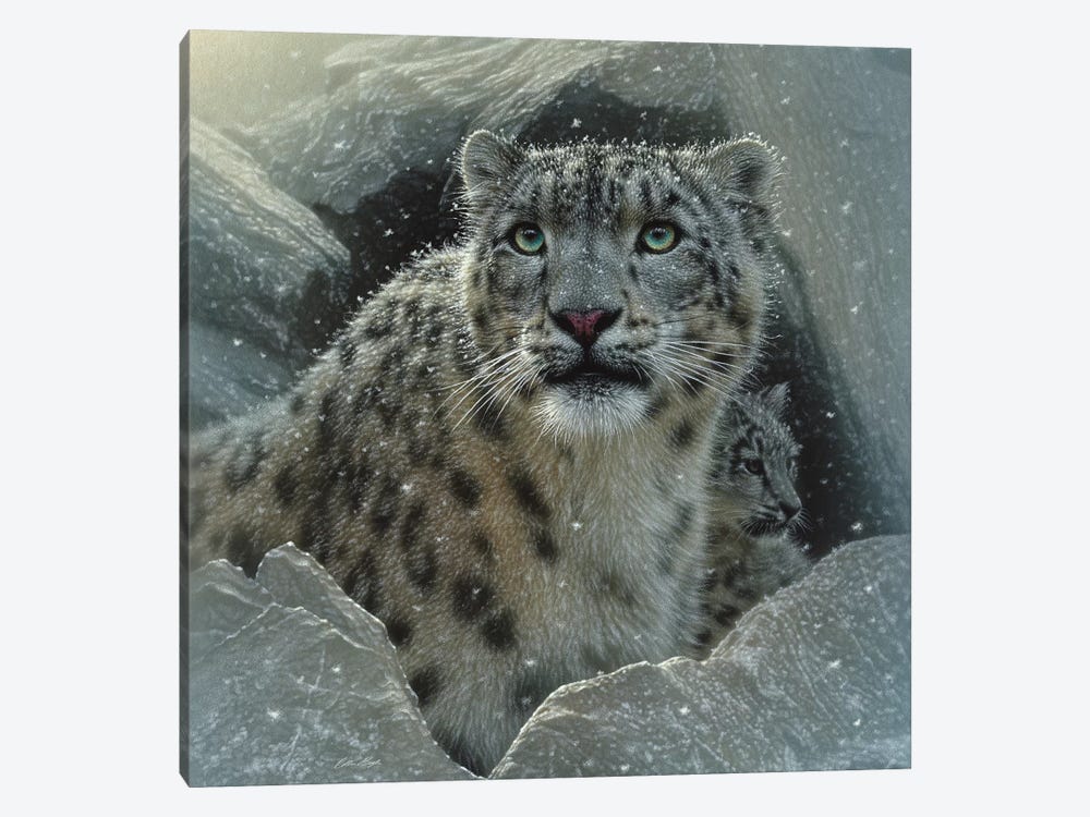 Snow Leopard Fortress, Square by Collin Bogle 1-piece Canvas Art