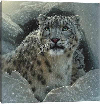 Snow Leopard Fortress, Square Canvas Art Print - Leopard Art