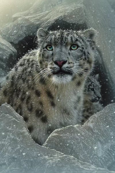 Leopards: Snow leopard Fortress, Vertical by Collin Bogle