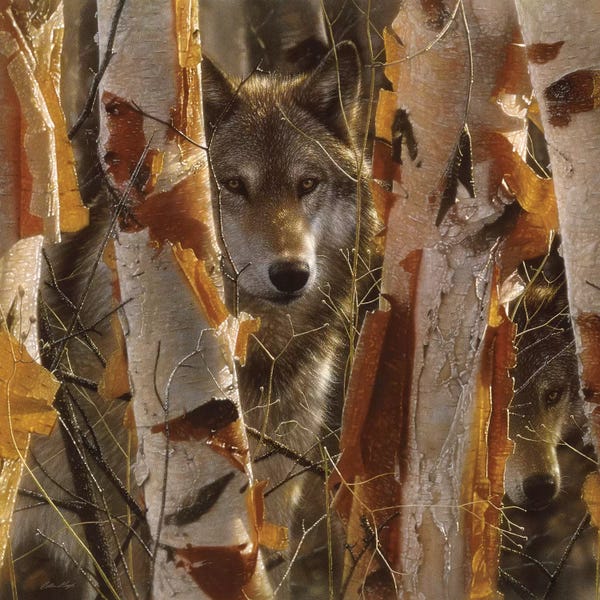 Tree Close-Ups: Wolf Guardian, Square by Collin Bogle