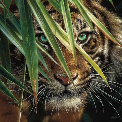 Tiger Eyes, Square by Collin Bogle canvas print