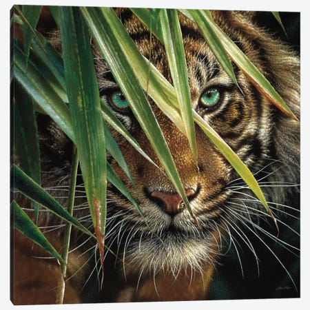 Tiger Eyes, Square Canvas Print #CBO76} by Collin Bogle Art Print