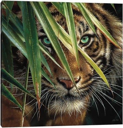 Tiger Eyes, Square Canvas Art Print - Collin Bogle