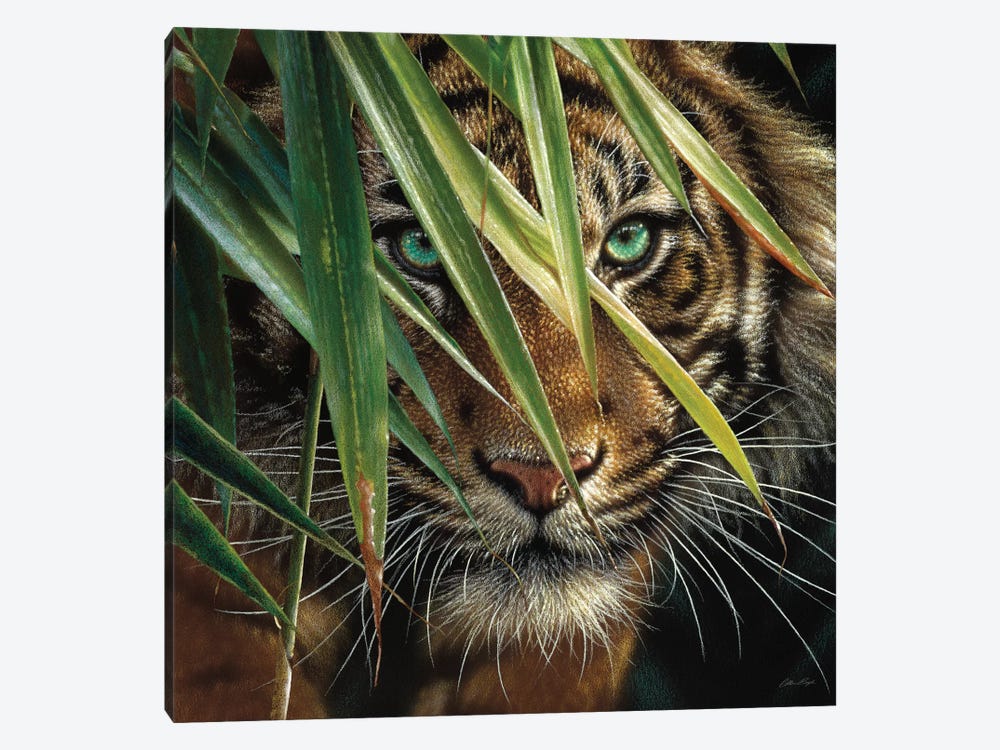 Tiger Eyes, Square by Collin Bogle 1-piece Canvas Wall Art