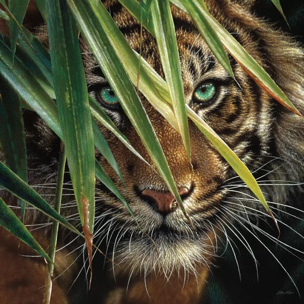 Tigers: Tiger Eyes, Square by Collin Bogle