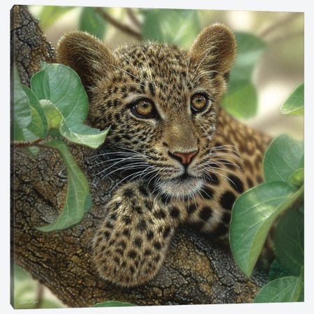 Tree Hugger - Leopard Cub, Square Canvas Print #CBO77} by Collin Bogle Canvas Print
