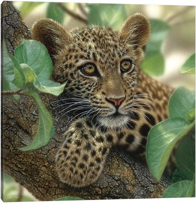 Tree Hugger - Leopard Cub, Square Canvas Art Print - Collin Bogle