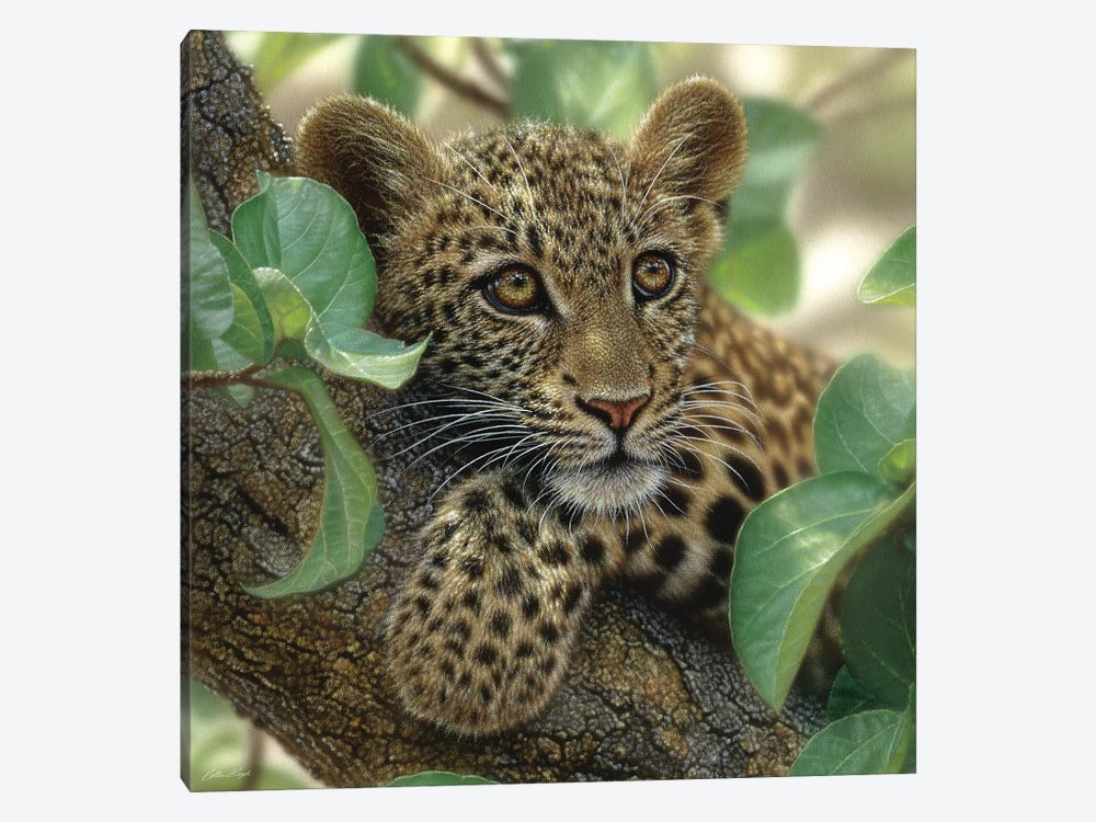 Tree Hugger - Leopard Cub, Square by Collin Bogle 1-piece Canvas Art Print