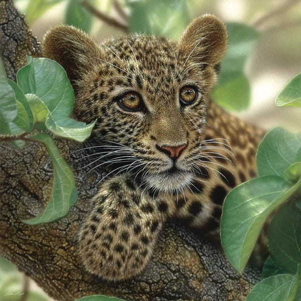 Leopards: Tree Hugger - Leopard Cub, Square by Collin Bogle