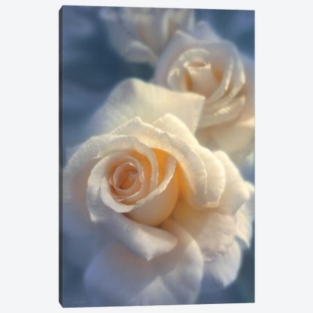 Unforgettable White Rose, Horizontal Canvas Print #CBO79} by Collin Bogle Canvas Artwork