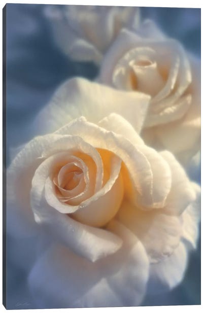 Unforgettable White Rose, Horizontal Canvas Art Print - Collin Bogle