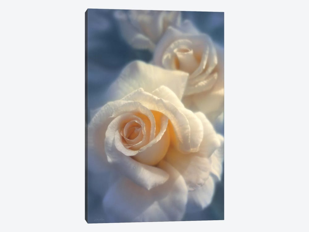 Unforgettable White Rose, Horizontal by Collin Bogle 1-piece Canvas Art Print