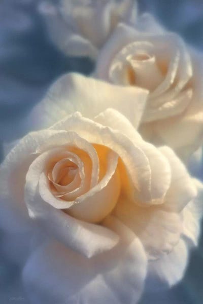 Collin Bogle: Unforgettable White Rose, Horizontal by Collin Bogle