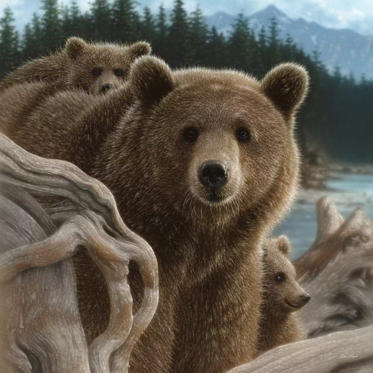 Brown Bears Backpacking, Square by Collin Bogle wall art