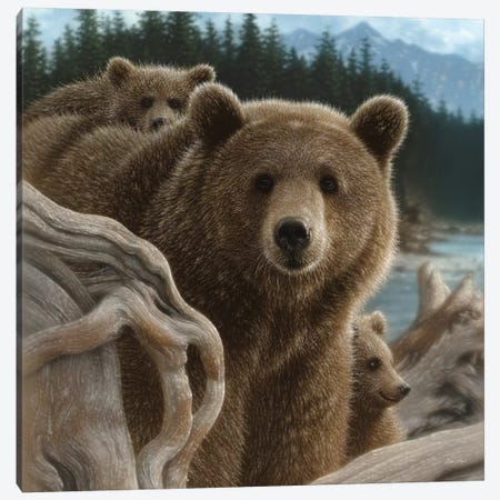 Brown Bears Backpacking, Square Canvas Print #CBO7} by Collin Bogle Canvas Print