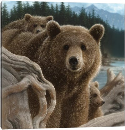 Brown Bears Backpacking, Square Canvas Art Print - Collin Bogle
