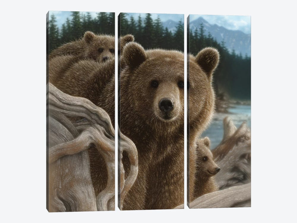 Brown Bears Backpacking, Square by Collin Bogle 3-piece Canvas Artwork