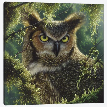 Watching And Waiting - Great Horned Owl, Square Canvas Print #CBO80} by Collin Bogle Art Print